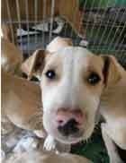 犬猫保護団体のぼり旗